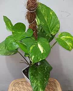 MaliaGarden Live Green Money Plant With Moss Stick for Climbing ...