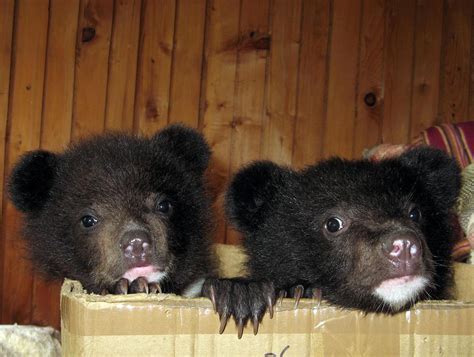 Asiatic Black Bear | UPSC Current Affairs | IAS GYAN