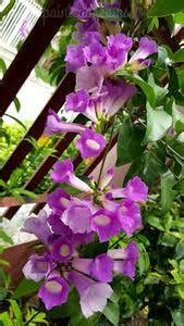 Plantopia Turtle Vine Plant Price in India - Buy Plantopia Turtle Vine ...