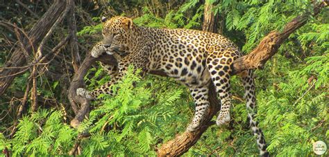Visit Hingolgadh Nature Education Sanctuary in Gujarat