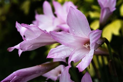 Image result for Advanced TreeView UI Design