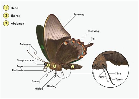The Intricate Details: Exploring the Parts Of A Butterfly