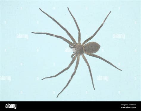 Pantropical Huntsman Spider (Heteropoda venatoria Stock Photo - Alamy