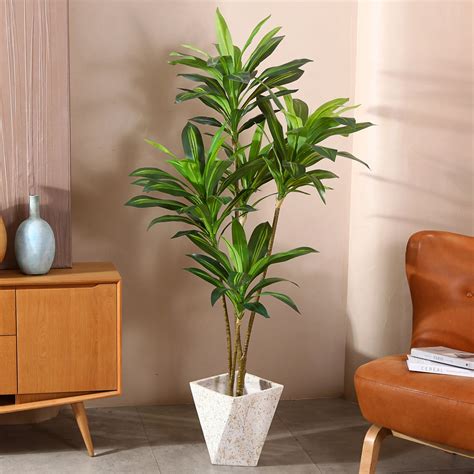 Dracaena Tree