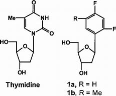 Image result for thymidine