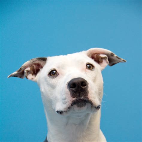 Dog-Gone Beautiful — KELSEY WYLAND KISTLER