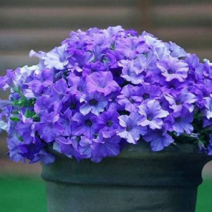 KANAYA Double Petunia Flower Seed Price in India - Buy KANAYA Double ...
