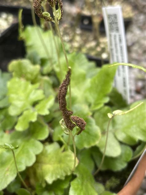 Browse T | Hortus Botanicus Leiden, Netherlands