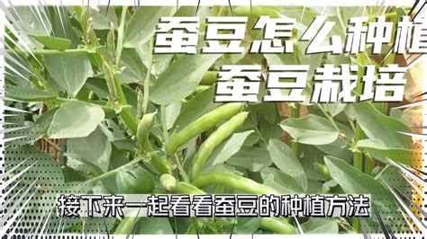 蚕豆怎么种植？蚕豆栽培的四个要点解析-三农视频-搜狐视频