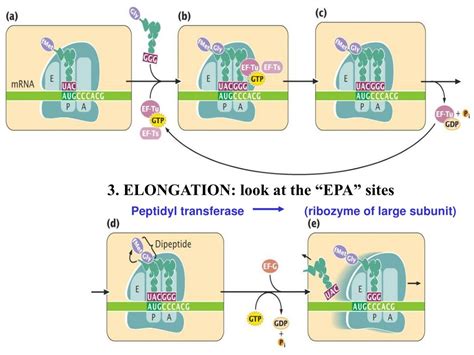 Image result for Translation Genetic Code