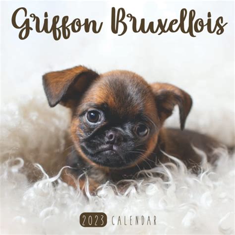 Buy Griffon Bruxellois Calendar 2023: A Beautiful Photo Calendar from ...