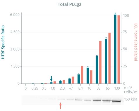 HTRF Human Total PLC-γ2 Detection Kit, 500 Assay Points | Revvity