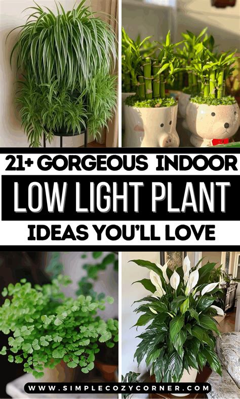 21+ Insanely Good Indoor Low Light Plant Ideas – Simple Cozy Corner