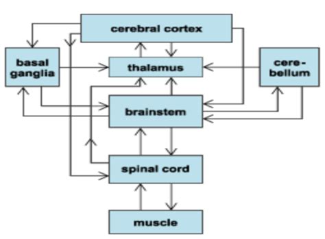 Extrapyramidal system. Anatomo- physiology. Symptoms and syndromes Flashcards | Quizlet