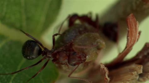 自然世界:蚂蚁帝国兴衰记-纪录片-全集-高清正版在线观看-bilibili-哔哩哔哩