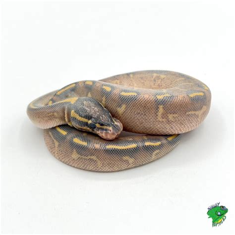 Highway Ball Python 的图像结果