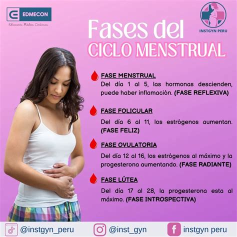 Fases del ciclo menstrual - INSTGYN