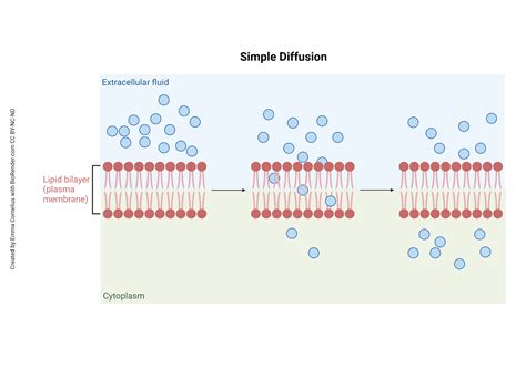 Image result for Simple Diffusion Cell Membrane