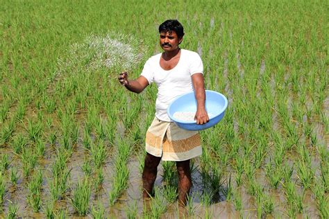 Bihar's Paddy Farmers Distressed by Third Year of Poor Monsoon Rainfall