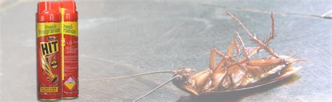 HIT Cockroach Killer Spray, 200ml: Amazon.in: Garden & Outdoors