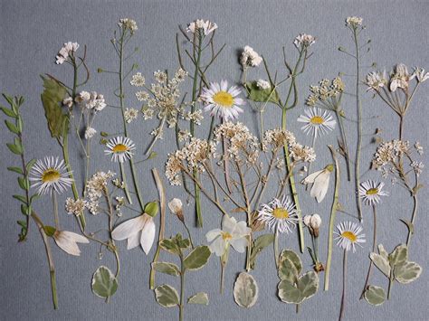 Pressed flowers art, Pressed flowers, Mixed dried pressed flowers for ...
