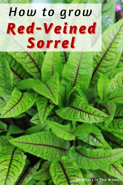 Red Veined Sorrel: A salad and a cure - Feathers in the woods