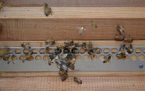 养100箱蜜蜂要多少资金？ - 养蜂资讯 - 酷蜜蜂