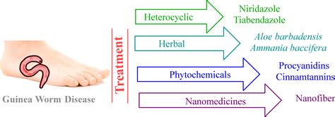 Ovo De Dracunculus Medinensis Future Roadmaps For The Treatment Of