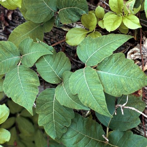 Poison Oak Ivy Vines Look Alike