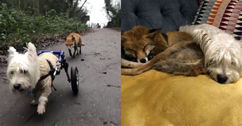 Disabled Dog Becomes Guide For Blind Fox