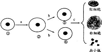 Image result for Easy Experiments with Fire