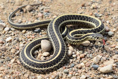 Thamnophis Radix