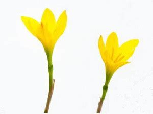 STAMEN Lily Plant Price in India - Buy STAMEN Lily Plant online at ...
