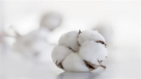 What makes Xinjiang an important cotton production hub? - CGTN