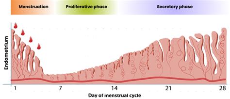 A to Z of the Female Reproductive System: Endometrium