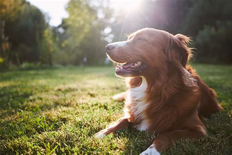 Portrait happy dog at summer sunset | GospelChops