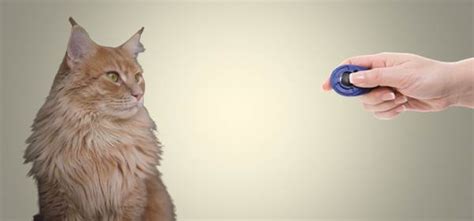 Image result for Clicker Training Cats