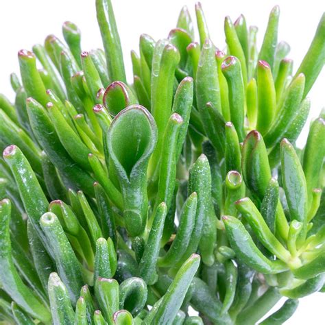 Succulent Types Of Jade Plants - Best Succulent Ideas