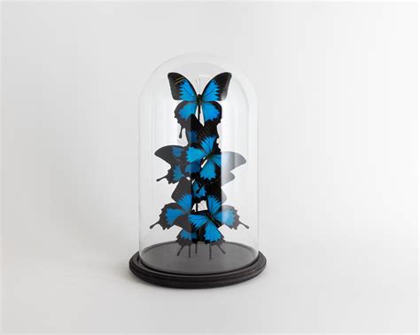 Glass Bell Jar with Blue Butterflies - Large – Studio Sookie
