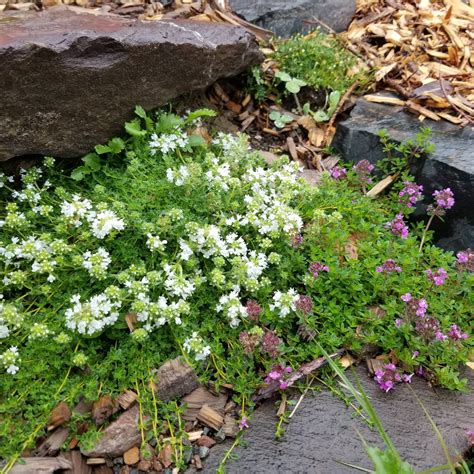Creeping thyme – Sima's Roots and Fruits