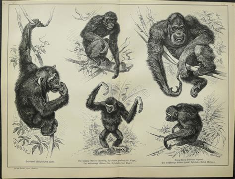 Species Of Apes