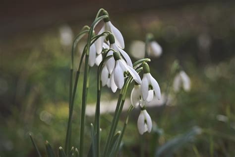 Image result for Spring Snowflake Bells