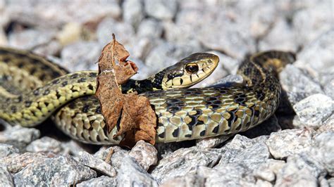 How Do Two Snakes Mate at Hazel Anderson blog