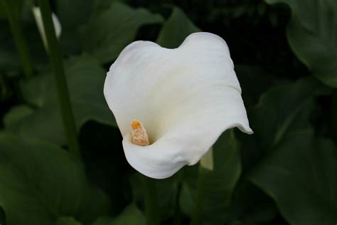 Calla Lily Flowers and Their Meaning: Symbolism by Colour & Occasion ...