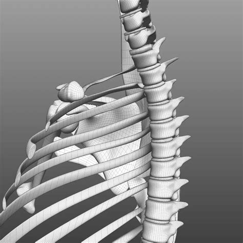 Scapular Muscle 的图像结果