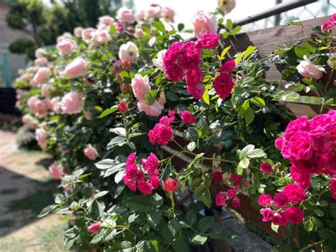 BLOG | 薔薇柄＊小物 Roses map