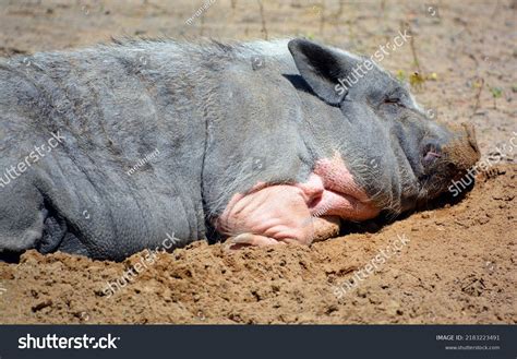 1,497 Vietnamese Fauna Images, Stock Photos & Vectors | Shutterstock