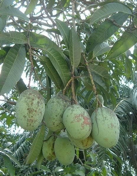 Langra Mnago Langda Mango King Of Mango Fiber Free Live Grafted Plant ...