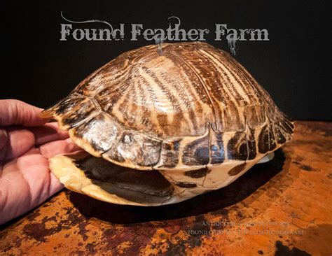 Image result for Ornate Box Turtle Shell