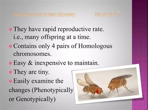 Genic balance theory of bridges gynandromorphs | PPTX